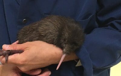 100th Kiwi at Pukaha